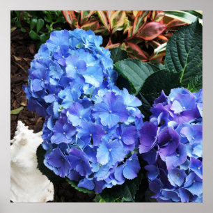 Affiche Blue Hydrangeas Tropical Garden Seashell