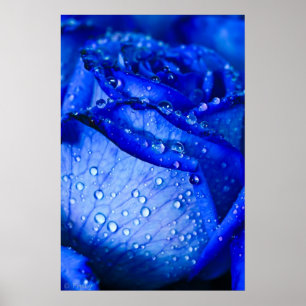 Affiche Blue Ice Rose