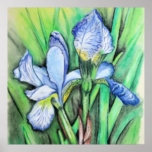 Affiche Blue Iris Flower Original Art Drawing Floral 