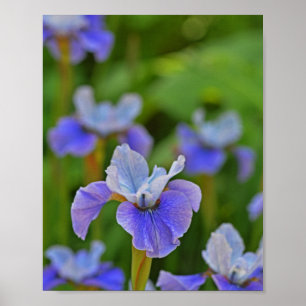 Affiche Blue Iris Flower Portrait Photographie botanique