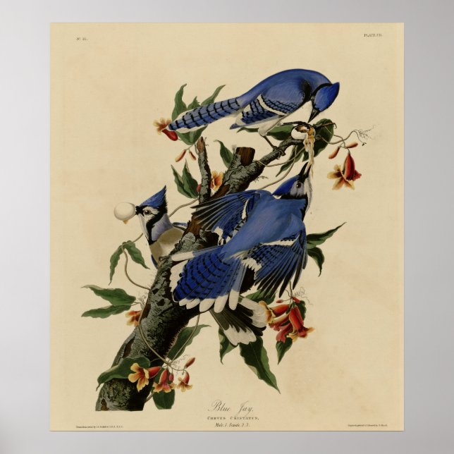 Affiche Blue Jay (Devant)