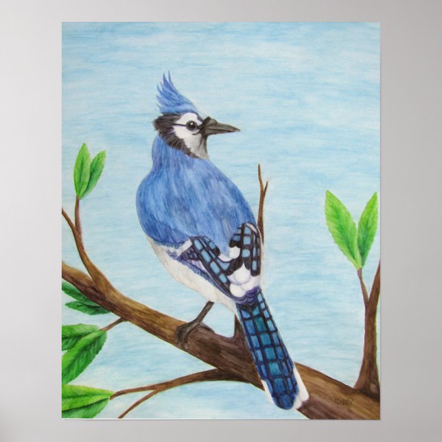 Affiche Blue Jay (Devant)