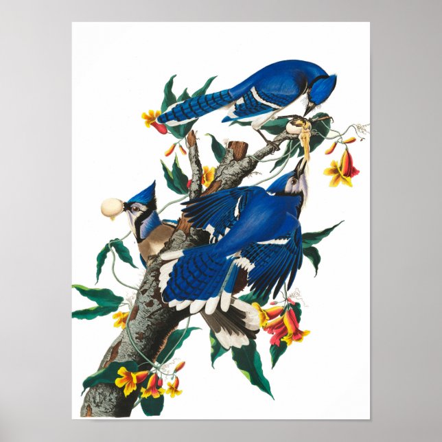Affiche Blue Jay par John James Audubon (Devant)