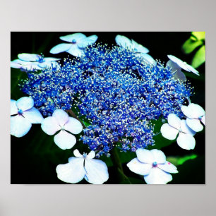Affiche Blue Lacecap Hydrangea Fleur Fermer