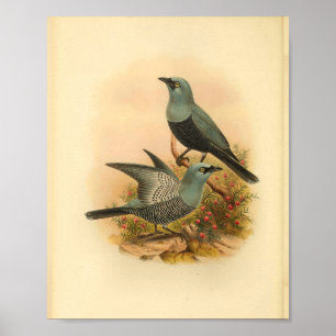 Affiche Blue Mafoor Cuckoo Shrike Bird Imprimer Vintage