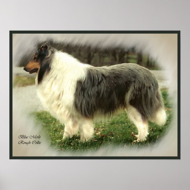 Affiche Blue Merle Collie Art Imprimer (Devant)