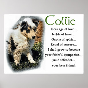 Affiche Blue Merle Collie Cadeaux