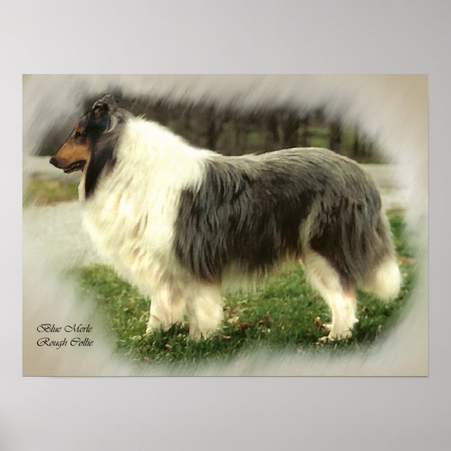 Affiche Blue Merle Rough Collie Art Cadeaux (Devant)