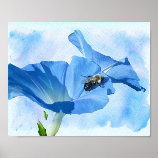 Affiche Blue Morning Glory and Bumblebee (Devant)