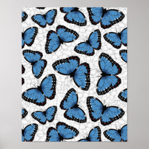 Affiche Blue morpho butterflies