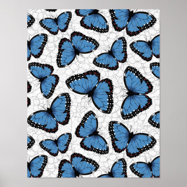 Affiche Blue morpho butterflies (Devant)