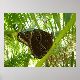 Affiche Blue Morpho Butterfly Tropical Nature Photography