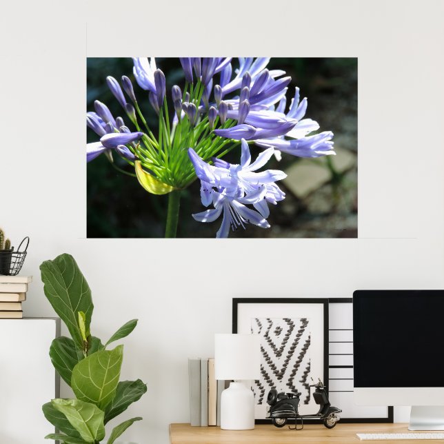 Affiche Blue Nile Lilly Photo agrandissement (Bureau à domicile)