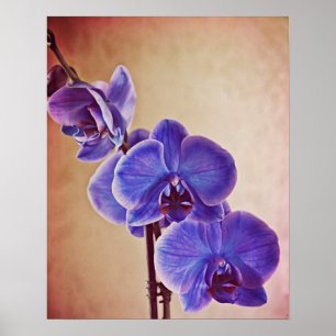 Affiche Blue Orchid Photographie d'Art