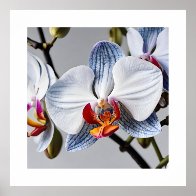 Affiche Blue Phalaenopsis Orchidées Imprimantes d'art (Devant)