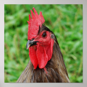 Affiche Blue Rooster