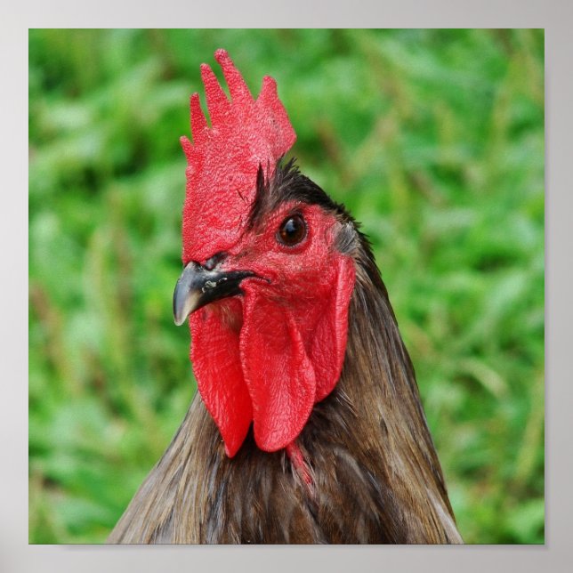 Affiche Blue Rooster (Devant)