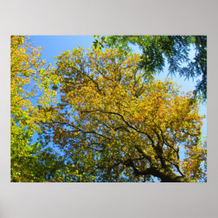 Affiche Blue Sky & Autumn Foliing - Personnalisé