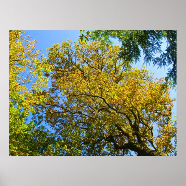 Affiche Blue Sky & Autumn Foliing - Personnalisé (Devant)