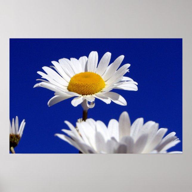 Affiche Blue Sky Daisies (Devant)