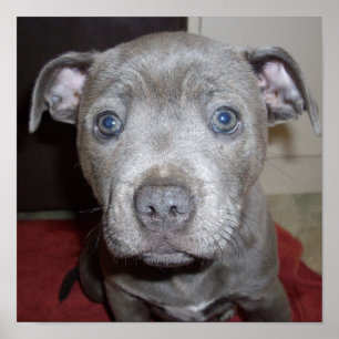 Affiche Blue Staffordshire Bull Terrier Puppy