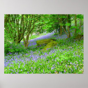 Affiche Bluebell