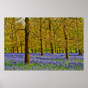 Affiche Bluebell Woods Spring Flowers Grays Court