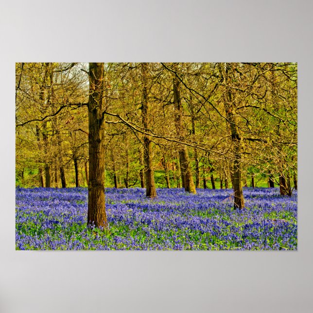 Affiche Bluebell Woods Spring Flowers Grays Court (Devant)