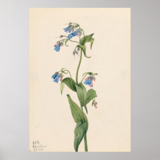 Affiche Bluebells de l'Ouest (Mertensia paniculata)