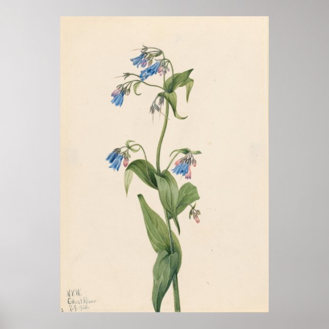 Affiche Bluebells de l'Ouest (Mertensia paniculata) (Devant)