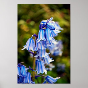 Affiche Bluebells Fleurs de printemps Bluebell