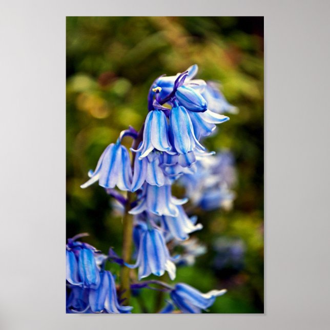 Affiche Bluebells Fleurs de printemps Bluebell (Devant)