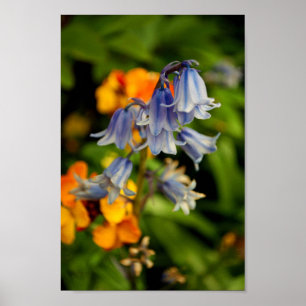 Affiche Bluebells Fleurs de printemps Bluebell Hyacinthoid