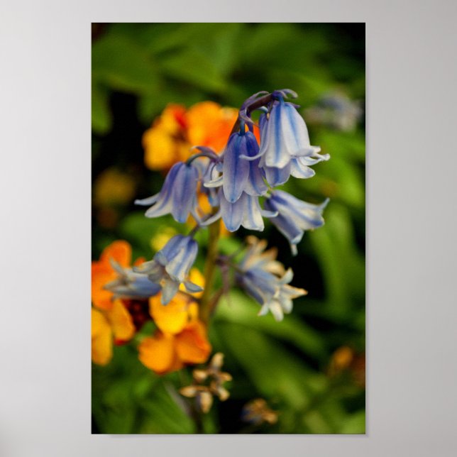 Affiche Bluebells Fleurs de printemps Bluebell Hyacinthoid (Devant)