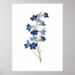 Affiche Bluebells Flowers Botanical Vintage Illustration