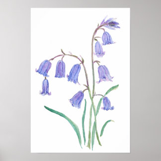 Affiche bluebells flowers   watercolour flowers 
