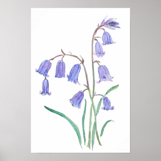 Affiche bluebells flowers   watercolour flowers  (Devant)