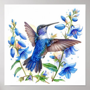 Affiche Bluebells Hummingbird Aquarelle Imprimer