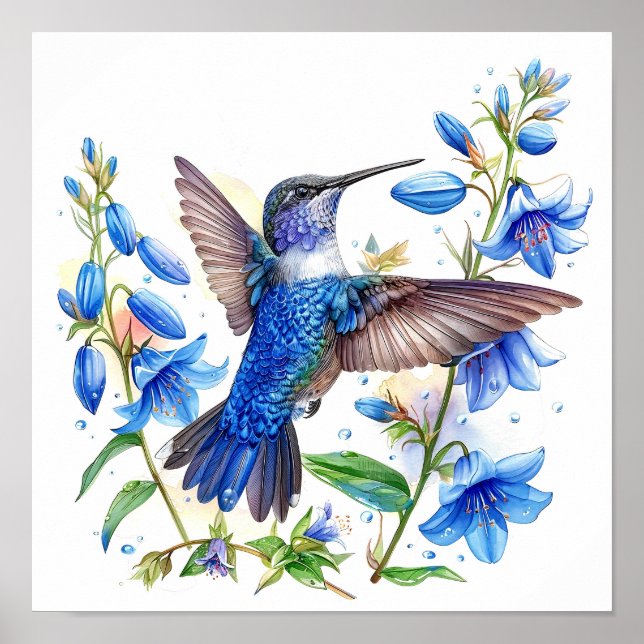 Affiche Bluebells Hummingbird Aquarelle Imprimer (Devant)