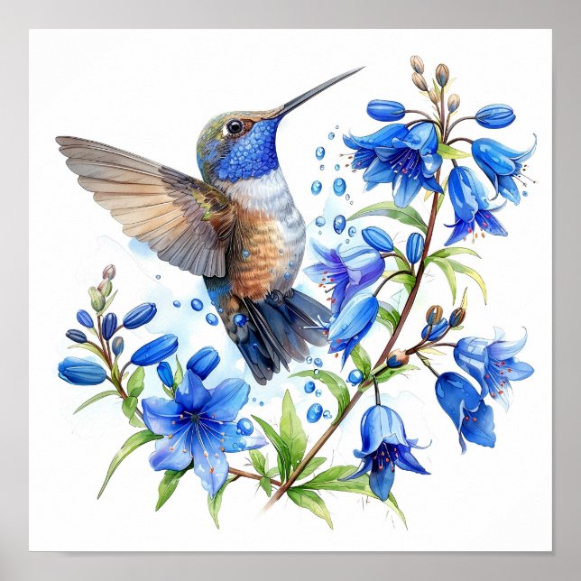 Affiche Bluebells Hummingbird Aquarelle Imprimer (Devant)