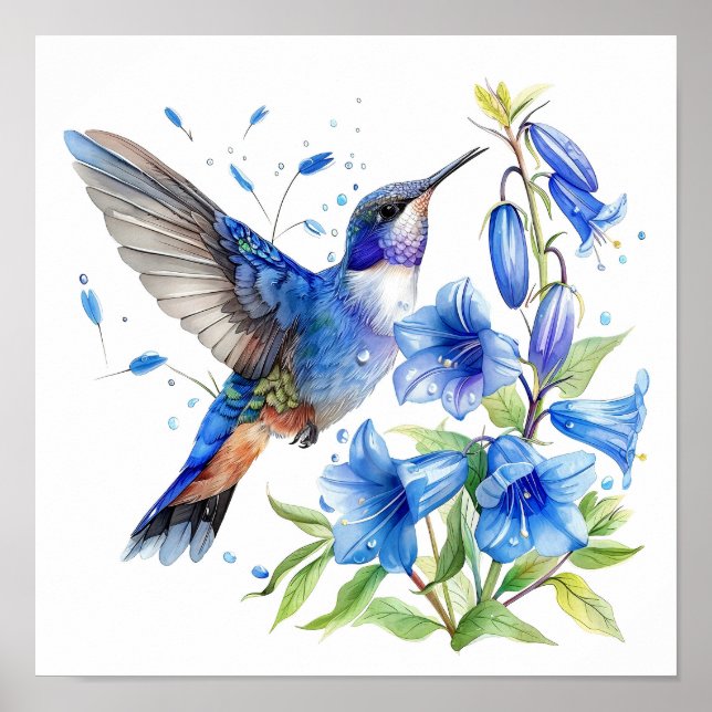 Affiche Bluebells Hummingbird Aquarelle Imprimer (Devant)