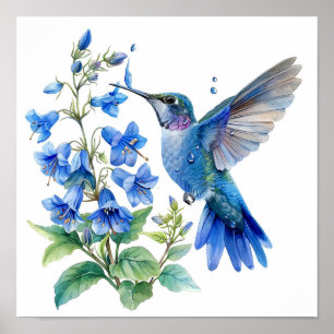 Affiche Bluebells Hummingbird Aquarelle Imprimer