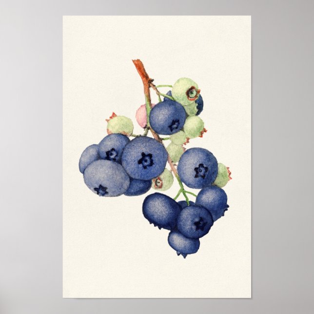 Affiche Blueberries (Vaccinium Corymbosum) Peinture aux fr (Devant)