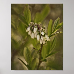 Affiche Blueberry 585