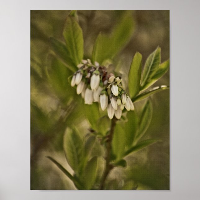 Affiche Blueberry 585 (Devant)