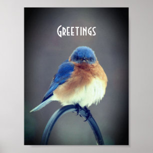 Affiche Bluebird