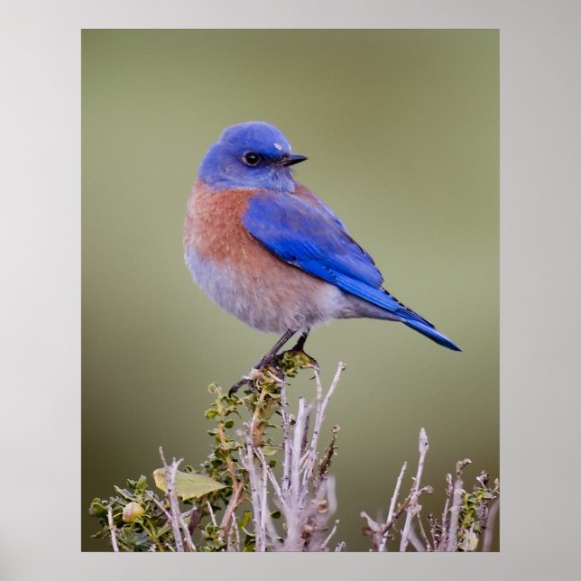 Affiche Bluebird (Devant)