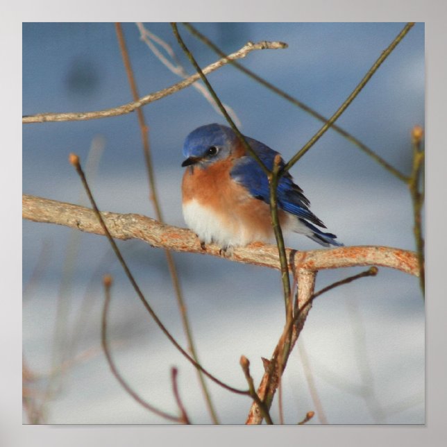 Affiche Bluebird d'hiver (Devant)
