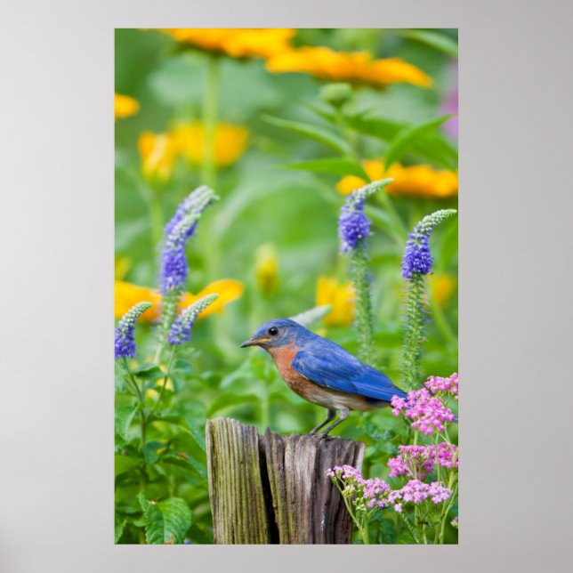 Affiche Bluebird peins on fence post in flower garden (Devant)