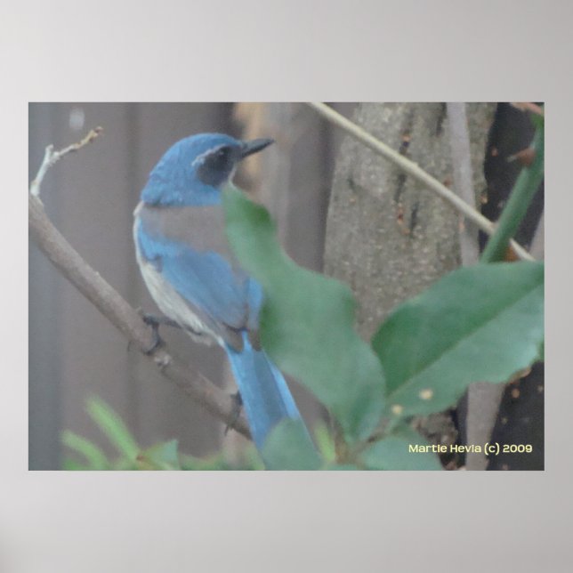 Affiche Bluebird sur une branche (Devant)